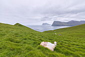 Sheep on grass, Kalsoy island, Faroe Islands, Denmark