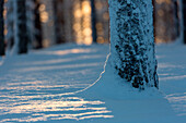 Lapland woods in winter at sunset, Kuusamo, Finland, Europe