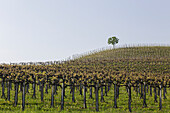 Langhe, Cuneo district, Piedmont, Italy. Langhe wine region spring