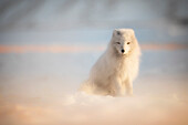 Arctic fox (Alopex lagopus), Billenfjorden, Pyramiden, Spitsbergen, Svalbard, Norway