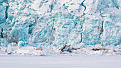 Polar bear in Tempelfjorden (ursus maritimus), Svalbard, Norway