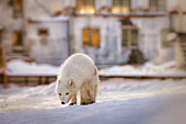 Arctic fox (vulpes lagopus) in Pyramiden, Spitsbergen, Svalbard.