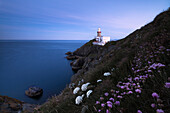 Wild flowers with Baily Lighthouse in the background, Howth, County Dublin, Ireland