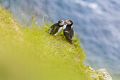 Atlantic puffin on grass, Kalsoy island, Faroe Islands, Denmark
