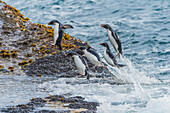 Rockhopper Penguin (Eudyptes chrysocome) group coming ashore, West Point Island, Falkland Islands