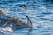 Rockhopper Penguin (Eudyptes chrysocome) pair coming ashore, West Point Island, Falkland Islands