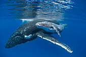 Humpback Whale (Megaptera novaeangliae) mother with four day old calf, Tonga