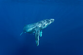 Humpback Whale (Megaptera novaeangliae) three-week-old calf, Tonga