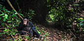 Eastern Chimpanzee (Pan troglodytes schweinfurthii) nine year old juvenile male in rainforest, Gombe National Park, Tanzania