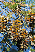 Monarch (Danaus plexippus) group wintering, Pismo Beach, California