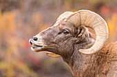 Bighorn Sheep (Ovis canadensis) ram flehming, Waterton Canyon, Colorado