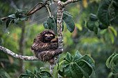 Brown-throated Three-toed Sloth (Bradypus variegatus), Soberania National Park, Panama