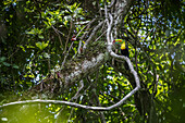 Keel-billed Toucan (Ramphastos sulfuratus) in rainforest tree, Soberania National Park, Panama