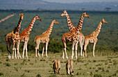 African Lion (Panthera leo) sub-adults approaching Reticulated Giraffe (Giraffa reticulata) group, Solio Game Reserve, Kenya