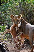 African Lion (Panthera leo) female with young Impala (Aepyceros melampus) prey, Samburu National Park, Kenya