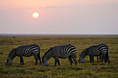Grant's Zebra (Equus burchellii boehmi) group grazing in savanna, Amboseli National Park, Kenya