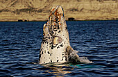 Southern Right Whale (Eubalaena australis) white morph breaching, Peninsula Valdez, Argentina