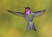 Anna's Hummingbird (Calypte anna) flying, British Columbia, Canada