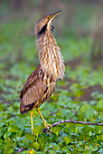 American Bittern (Botaurus lentiginosus) in defensive posture, Texas