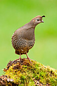 California Quail (Callipepla californica) female, British Columbia, Canada