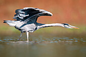 Grey Heron (Ardea cinerea) foraging, Thuringia, Germany