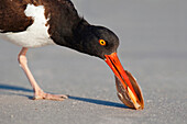 American Oystercatcher (Haematopus palliatus) feeding on bivalve prey, Florida