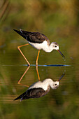 Black-winged Stilt (Himantopus himantopus) juvenile foraging, Castile-La Mancha, Spain