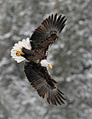 Bald Eagle (Haliaeetus leucocephalus) flying, Alaska