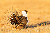 Sage Grouse (Centrocercus urophasianus) male displaying at lek, California
