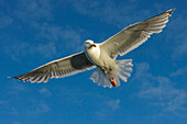 Herring Gull (Larus argentatus) flying, Nord-Trondelag, Norway