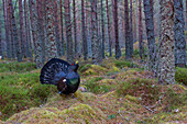 Western Capercaillie (Tetrao urogallus) male displaying in forest, Scotland, United Kingdom