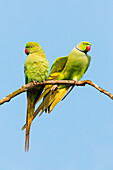 Rose-ringed Parakeet (Psittacula krameri) pair, Baden-Wurttemberg, Germany