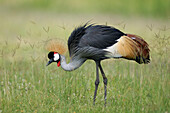 Grey Crowned Crane (Balearica regulorum) foraging, Uganda