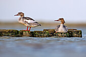 Common Merganser (Mergus merganser) juveniles, Mecklenburg-Vorpommern, Germany