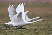 Whooper Swan (Cygnus cygnus) pair taking flight, North Rhine-Westphalia, Germany