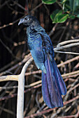 Greater Ani (Crotophaga major), Pantanal, Brazil