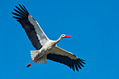 White Stork (Ciconia ciconia) flying, Lower Saxony, Germany
