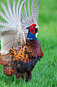 Ring-necked Pheasant (Phasianus colchicus) male displaying, Lower Saxony, Germany