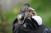 Andean Condor (Vultur gryphus), Imbabura, Ecuador