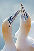 Northern Gannet (Morus bassanus) pair courting, Schleswig-Holstein, Germany