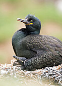 European Shag (Phalacrocorax aristotelis) parent at nest with chick, Farne Islands, England, United Kingdom