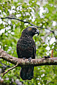 New Zealand Kaka (Nestor meridionalis), Stewart Island, New Zealand