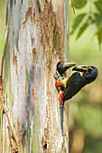 Collared Aracari (Pteroglossus torquatus) parent and chick at nest cavity, Costa Rica