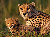 Cheetah (Acinonyx jubatus) mother with cub, Masai Mara, Kenya