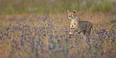 Cheetah (Acinonyx jubatus) running, native to Africa