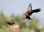 Black-bellied Whistling Duck (Dendrocygna autumnalis) landing, Florida