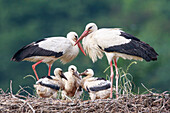 White Stork (Ciconia ciconia) parents with chicks in nest, North Rhine-Westphalia, Germany
