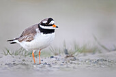 Common Ringed Plover (Charadrius hiaticula), Texel, Netherlands