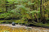 Black Bear (Ursus americanus) in temperate rainforest, Gribbell Island, Great Bear Rainforest, British Columbia, Canada