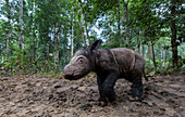 Sumatran Rhinoceros (Dicerorhinus sumatrensis) newborn calf in rainforest, native to Asia